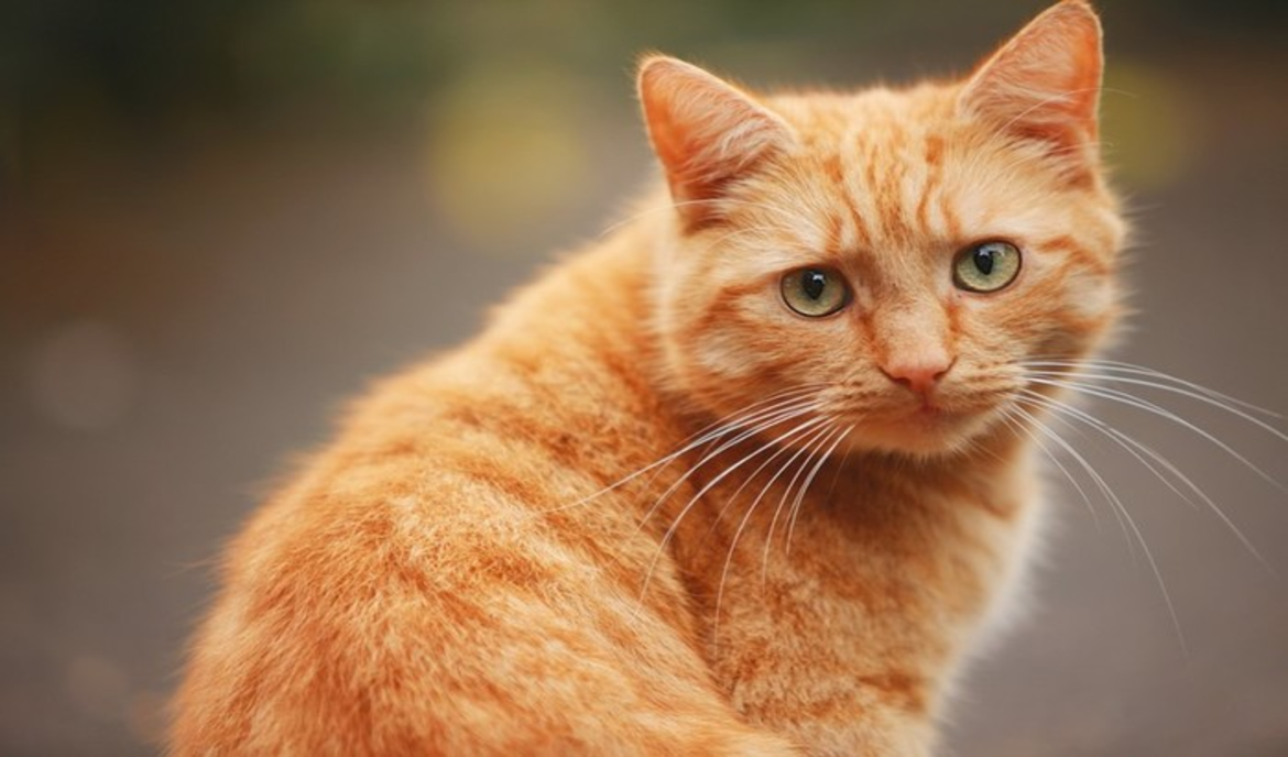 How to recognise and effectively combat mites in your cat